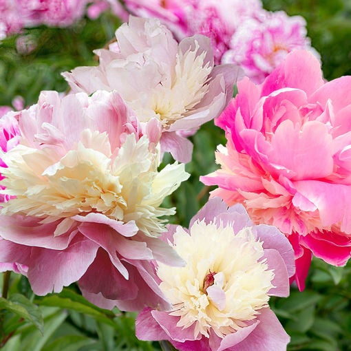 Sorbet peony deals